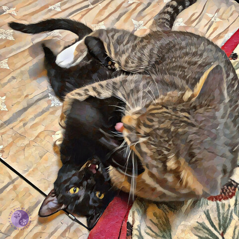 Shot from above, two cats wrestle near a pale blanket and a pine cone patterned fleece while the bigger gray tabby cat has their tongue out and seem to be winning, the smaller black kitten is relishing the challenge with blur where the motion is fastest, all of it enhanced with an oil painting filter effect.