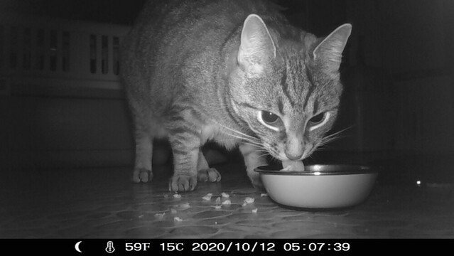 Das Foto zeigt die Nachtaufnahme einer Wildkamera, die aber in einem Raum aufgestellt wurde. Man sieht eine schwarz-grau getigerte Katze, die gerade aus einem Napf friÃŸt. Man kann gut die Zunge und darÃ¼ber das Gesicht mit den Schnurrhaaren erkennen.