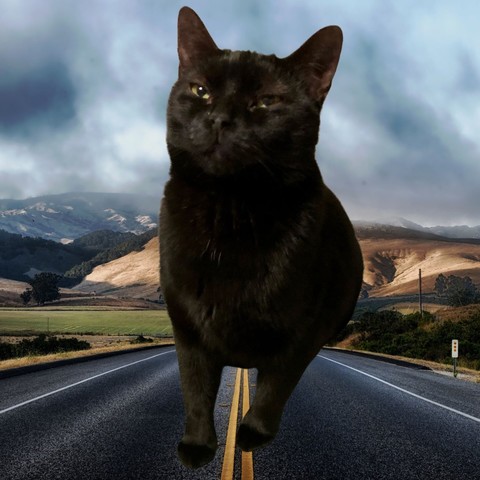 All black teen cat with panther skepticism in half-closed eyes on top of a round body as she poses with her paws planted on a highway heading into a landscape of mountains and a coming storm.