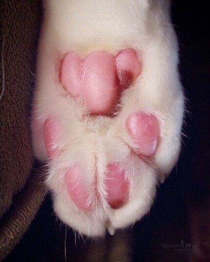 Upside down look at the bottom of a cat's rear paw. From this vantage point, the toe beans (paw pads) look like a teddy bear.