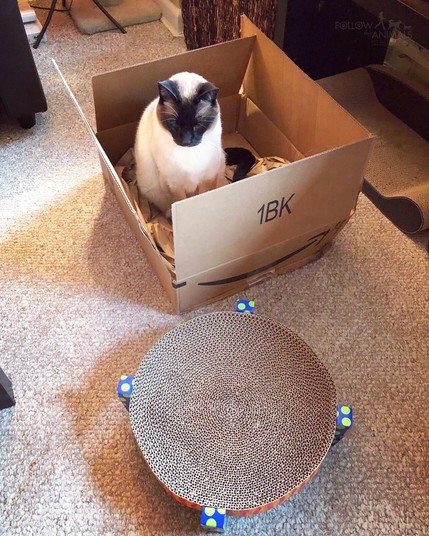 Taken from above, a Siamese cat is sitting in a box looking uninterested in the just-purchased cat scratcher that came in the box.