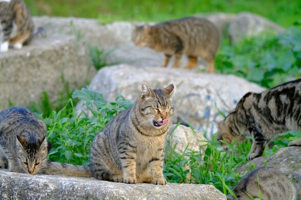 A group of tabby cats, climbing around on some rocks in a public park near the Athens Acropolis. The cat in the centre licks its mouth.
