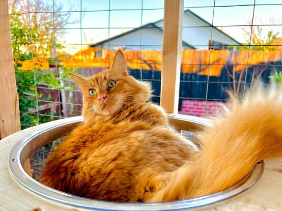 Ginger kitty laying and enjoying his see-through basket.