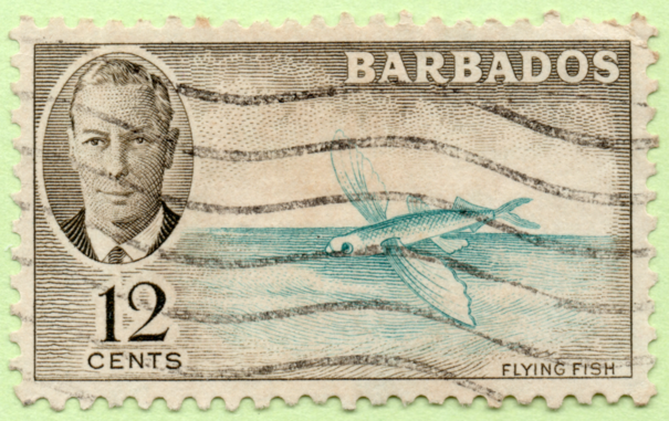 1950 postage stamp from Barbados as described above. The central vignette of an airborne flying fish is printed in aqua. The frame, which includes an oval portrait of King George VI over "12 cents" denomination is printed in dark olive. Upper left reads, "Barbados." Lower left reads, "flying fish."

The stamp has been cancelled with horizontal parallel wavy lines.