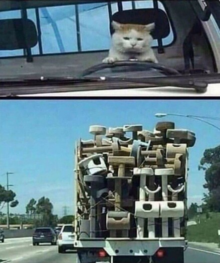 First pict: cat (with serious face) in driver seat of truck
Second pict: back view of a truck full of cat scratching posts and beds
