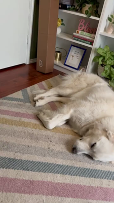 A Great Pyrenees napping on the floor and twitching/barking in his sleep.  Itâ€™s clearly a good dream.