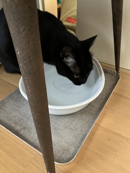 餌場から離れた場所で水を飲んでいる黒猫の写真。
元は流水式の吸水器だったものの流水器部分を外して、下の皿だけ水の皿に使ってます。