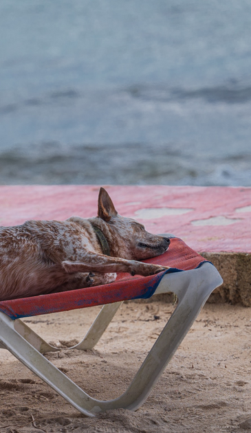 A spotted dog sleeps on a beach chair by the sea.