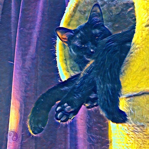 A black teen cat curled in the top of a cream cat tree against a purple curtain has a dramatic contrast filter illustrating Develop Our Cat's Personality.