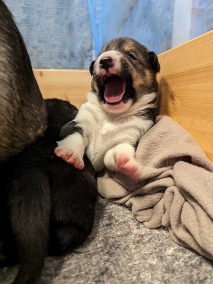 2 week old husky puppy with his mouth open