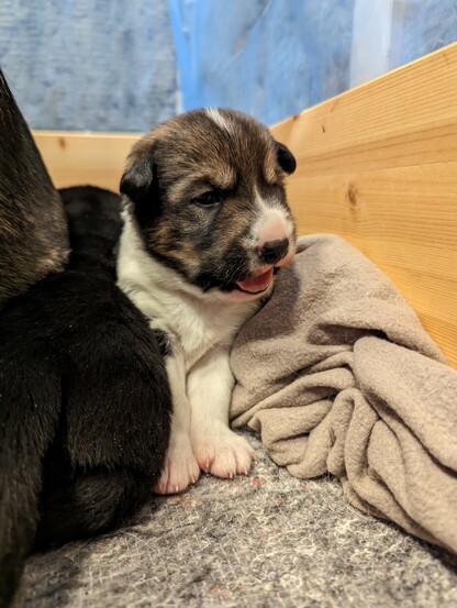 2 week old alaska husky puppy