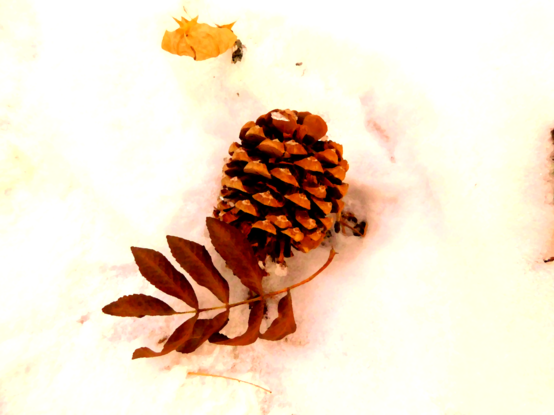 Cone, Leaf, Snow
by Carl J Shoemaker