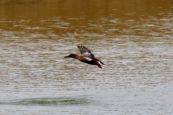 Northern Shoveler taking off from murky water.