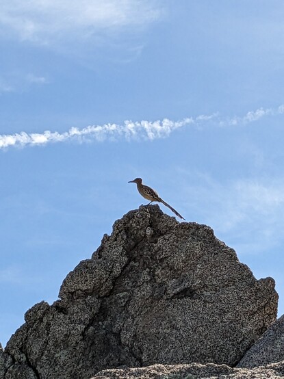 A roadrunner perched in profile atop a rugged, granite boulder of roughly pyramidal shape. Blue sky with a streak of vapor trail in the background. The bird has a long bill and tail, and is a light tan color--with brown, black, and white mottling on the wings and a white streak behind the eye.