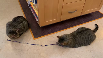 Video: My two tabby cats playing cooperatively with a piece of string