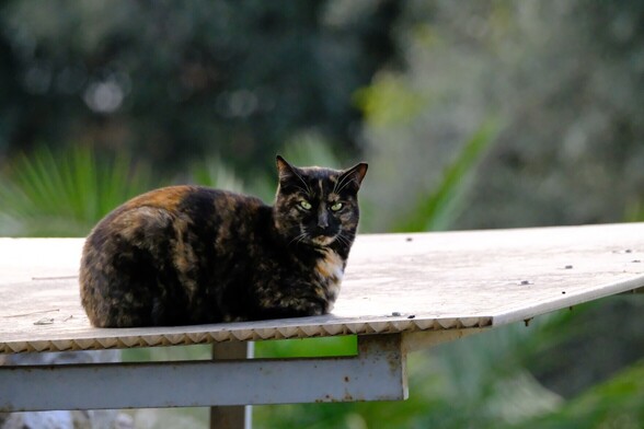 A tortoiseshell cat, resting on a flat plastic roof.