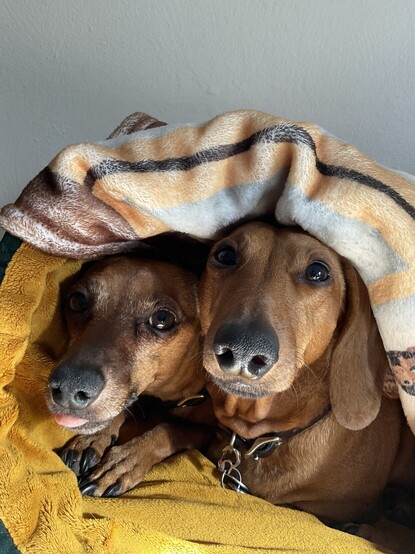 Two dachshunds in a sleeping bag, Amelia (left) sticking out her tongue while Penelope looks on.