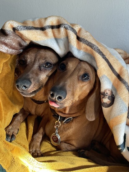Two dachshunds in a sleeping bag, Penelope (right) sticking out her tongue while Amelia looks on.