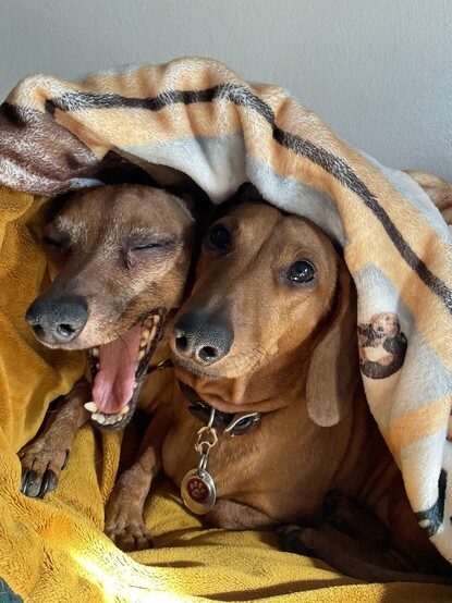 Two dachshunds in a sleeping bag, Amelia (left) closing her eyes and yawning wide while Penelope looks on.