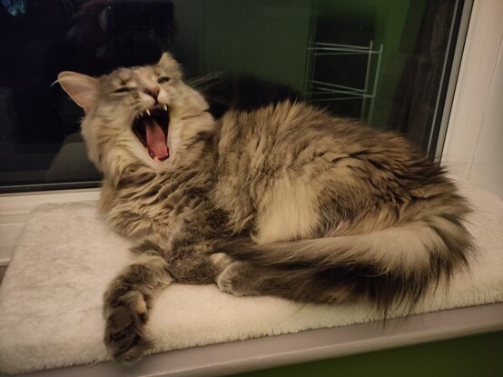 Zelda, grey cat, yawning. Sat on cushion on windowsill
