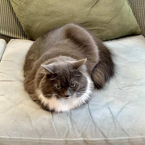 Floofy gray and white cat