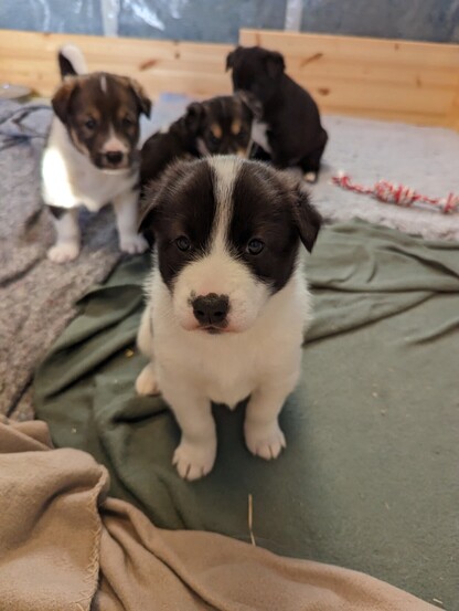 alaska husky puppies