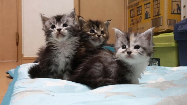 生後1ヶ月のメインクーン子猫アナちゃん