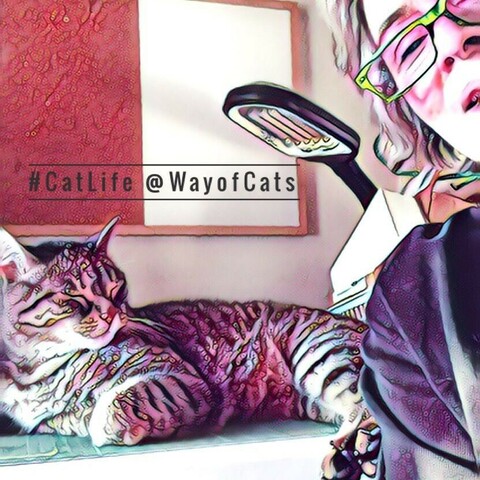 A view of a desktop with a cork note board on the wall with a glimpse of a woman's face in green-rimmed glasses and the opposite corner is a contented brown  tabby cat with the hashtags CatLife at Way of Cats on the bulletin board.