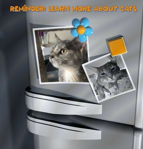 The front of a refrigerator with two snapshots on it with decorative magnets, one of a dilute tortoiseshell kitten looking off camera with big gold eyes, and a gray tabby with white muzzle and front toes, lounging with their chin on a cat shelf.