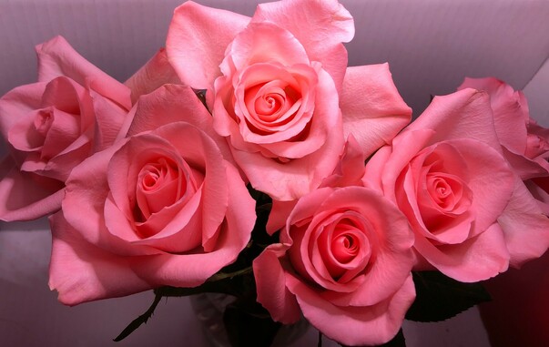 Photo of a bunch of fully open peach pink roses viewed from the top.