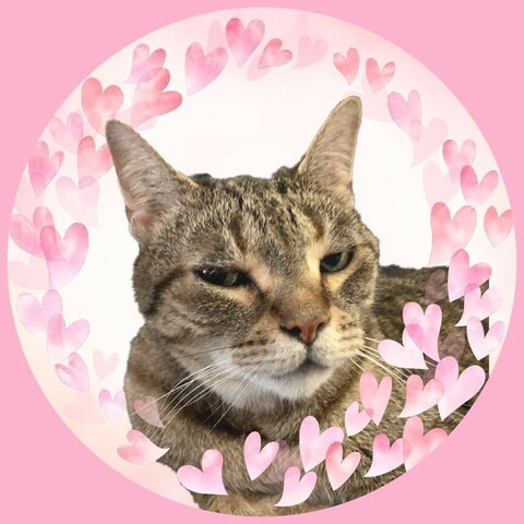 A brown tabby cat with a highly skeptical expression and a white muzzle has their head and shoulders visible in a frame of pink flowers.