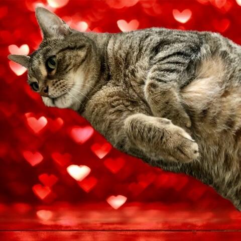 A brown tabby cat seems to recline on a bed of rose petals in a photo illustration.
