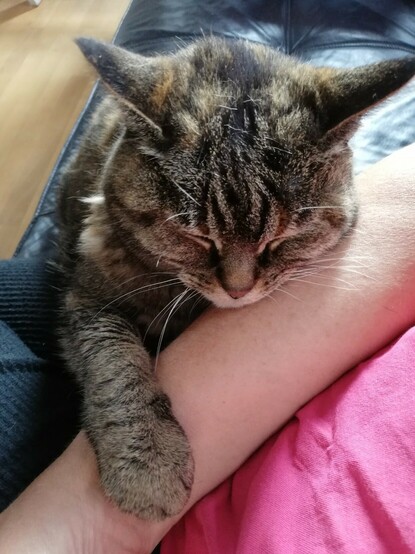 Cat Doebie sleeping on my arm, soft and cute