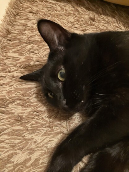 黒猫のアップの写真
