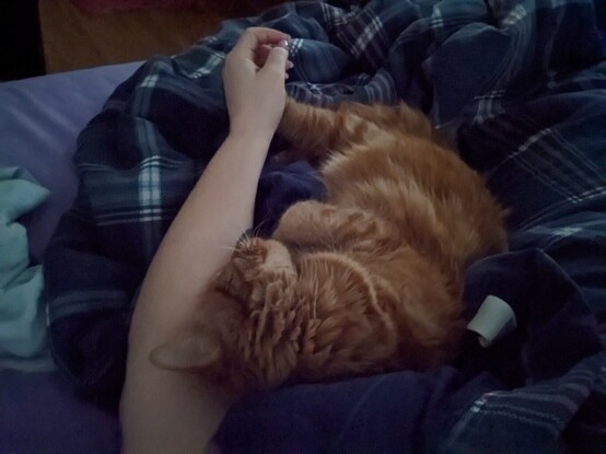 Ginger cat curled up in blanket next to me with her head against my arm and one foot in my hand.