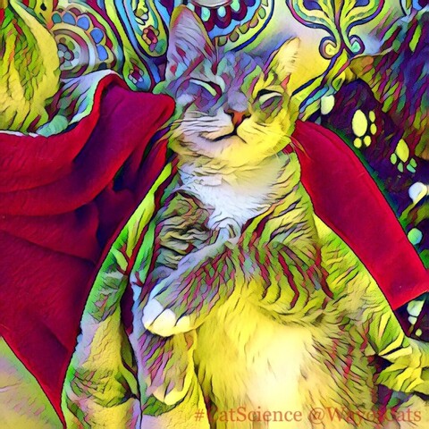 Gray tabby teen cat with abundant white underside is lying on his back on a royal red throw against a patterned paisley bedspread, one paw held over his chest illustrating Unbreeds: the Cream-Filled Cat