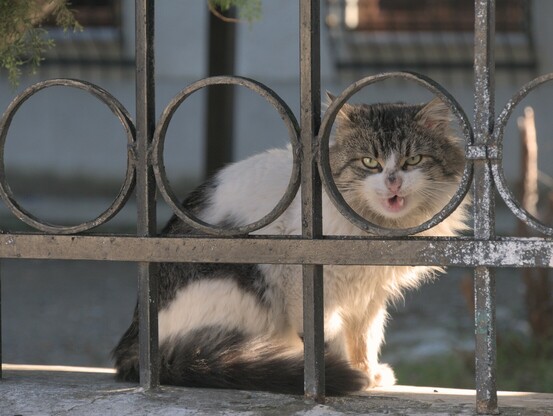 Katze blickt durch ein Zaunfenster.