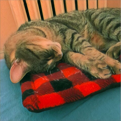 A brown tabby cat lies on their side, on a red and black plaid blanket, keeping their back to the white iron radiator and his head turned so his forehead presses the cat pad and shows his little smile of satisfaction.
