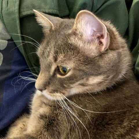 Profile of a gray tabby cat face very seriously being snuggled under a dark green sleeve and shirt in a teddy bear style hug.
