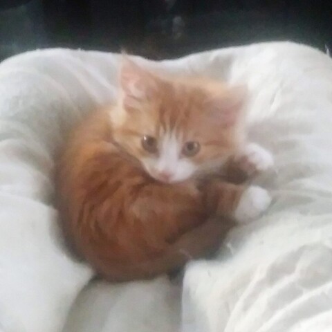 A blurred fluffy kitten in cream and orange all curled like a ball illustrating Dear Pammy, Should I be concerned about this litterbox behavior?