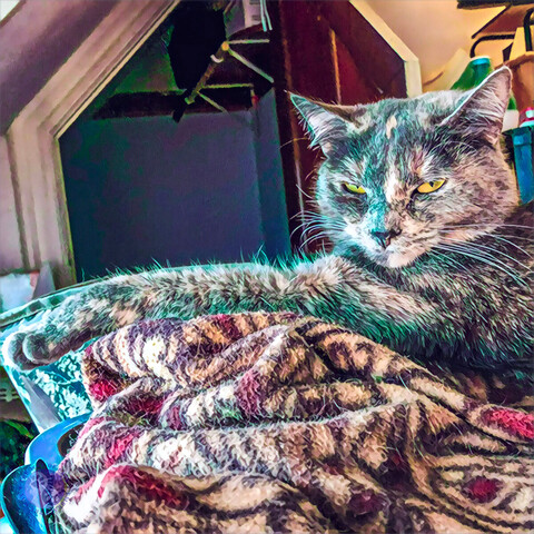 A dilute tortoiseshell teen cat with one foreleg extended in front of her poses on a red and gold blanket with an empty closet in the background illustrating Barn Cat Heritage.