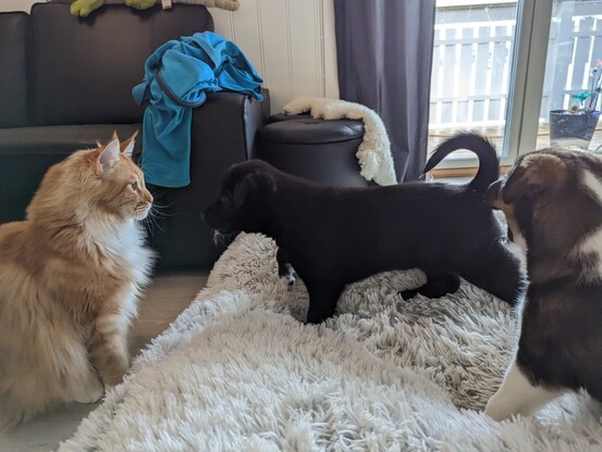 black puppy and orange cat