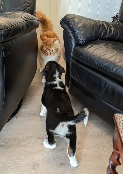 tiny husky meets great big cat