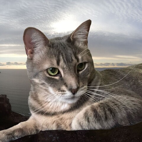 A gray tabby teen cat appears to be reclining on a broody North Atlantic kind of beach at cloudy sunset.
