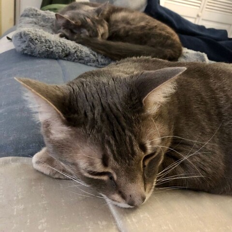 In the foreground the front half of a gray tabby cat is asleep on a bedwhile the background shows all of a smaller dilute tortoiseshell teen cat sleeping on a cat blanket, with a human foot wearing a red and beige sock beyond that to show the edge of the bed.