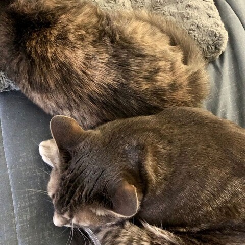 A dilute tortoiseshell teen cat is curled up and sliding off a fluffy cat pad on a bed while a curled up gray tabby cat keeps her from sliding any further.