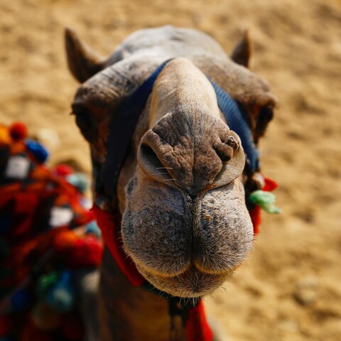 🐫 #cairo #egypt #camel #animal #animals #pyramids #travel #reise
