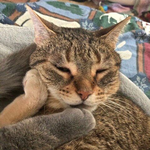 A brown tabby cat with a blissful expression has kitten feet in his face, the orange foot cupping his cheek and the gray foot gently on his chin.