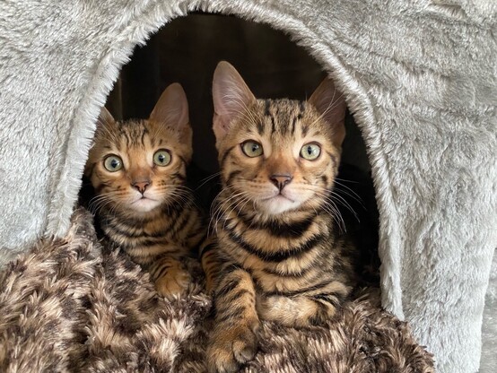 Two Bengal kittens look out of the opening of their fluffy bed at us.
