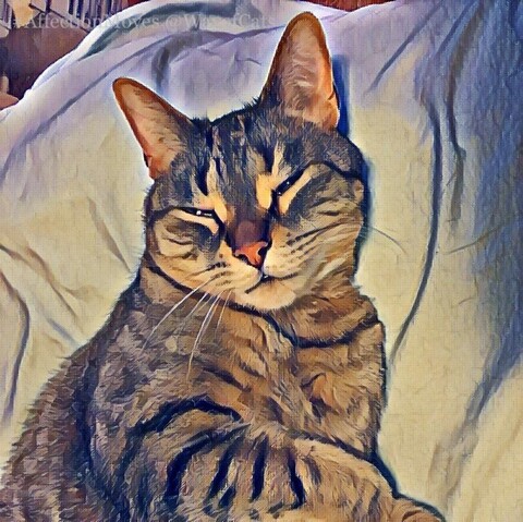 Top half of a shorthaired brown tabby cat, lying on their side with their face upturned to the camera, with nearly closed eyes in a cat kiss, illustrating Cat Kiss Affirmed by Science.